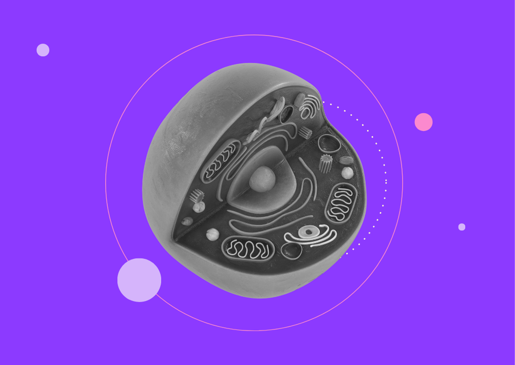 Nucleus and Elsa
